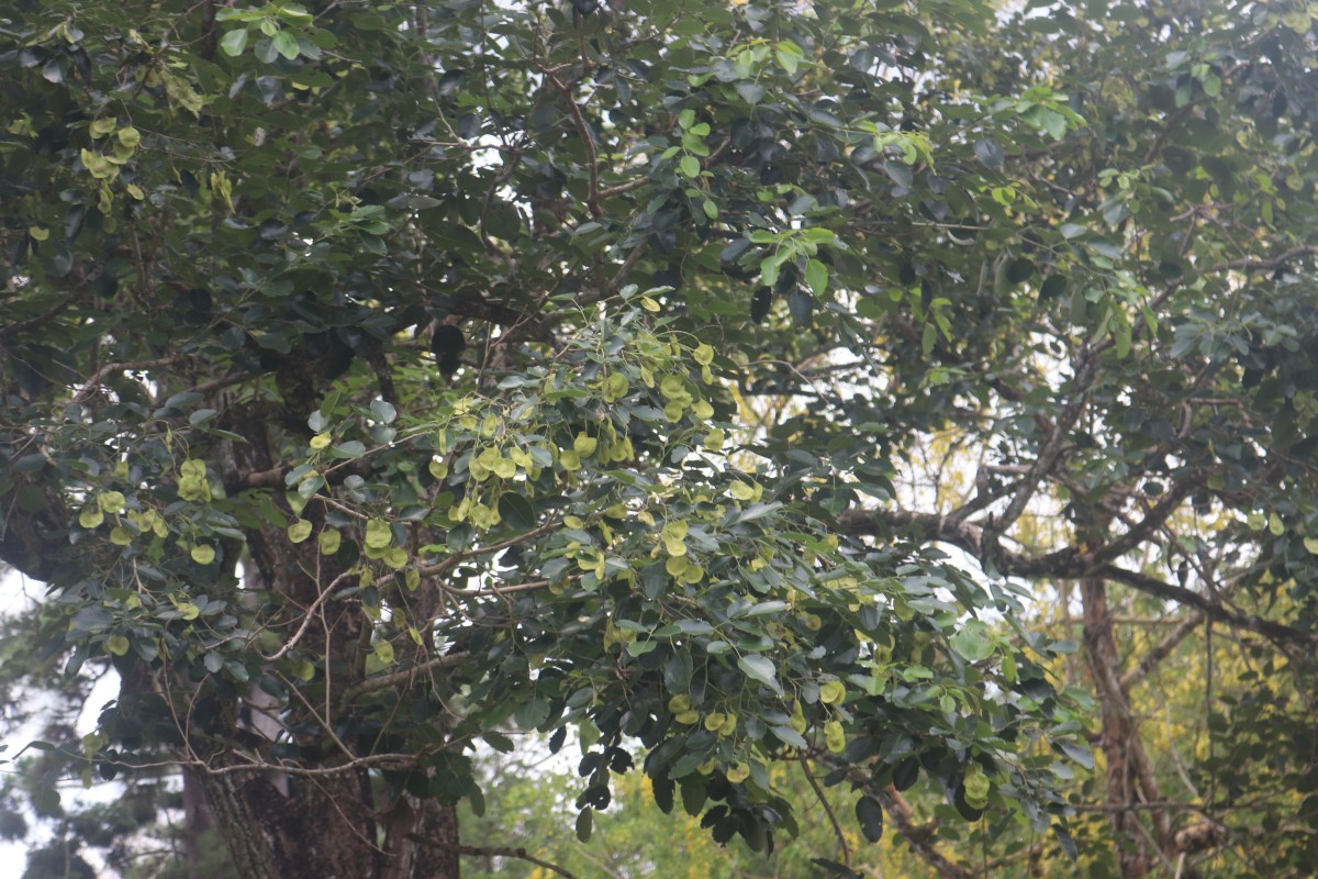 Pterocarpus santalinus L.f.
